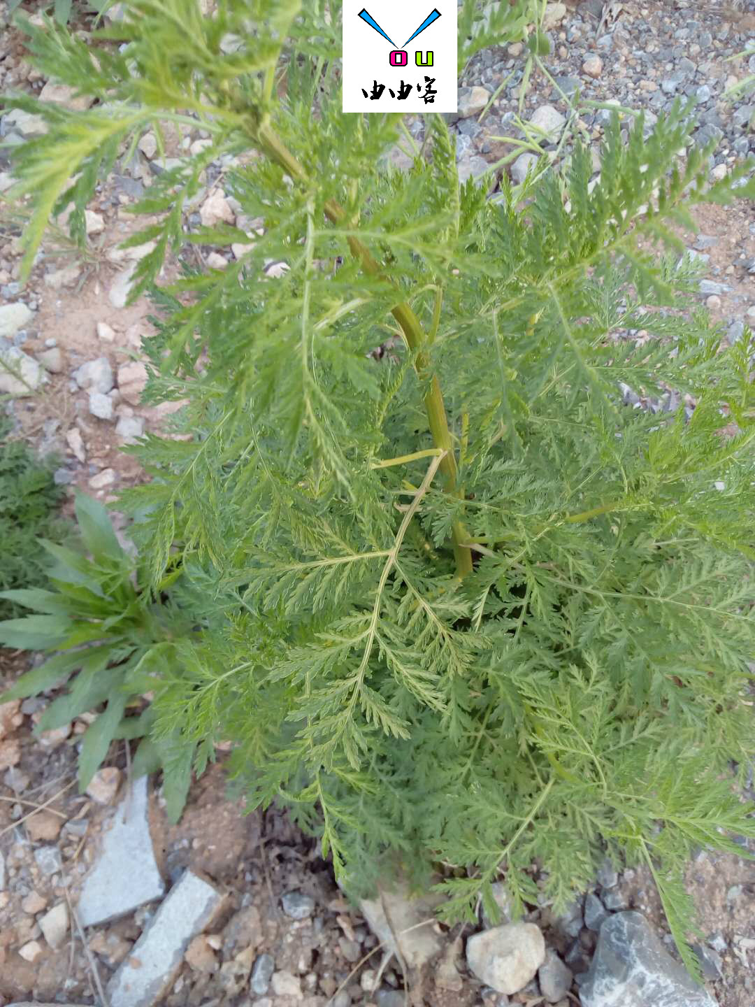 由由客天然中草药-新鲜野生黄花蒿臭蒿蒿古代青蒿整棵